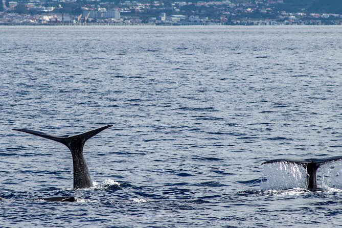 Sao Miguel Small-Group Whale Watching Tour - Traveler Reviews and Questions