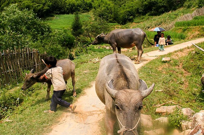 Sapa Easy Trekking Tour 1 Day - Rice Paddies and Cultures - Trekking Route