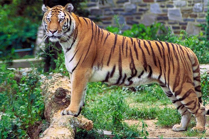 Sapanca Lake & Masukiye Zoo Tour With Lunch - Included Lunch Details