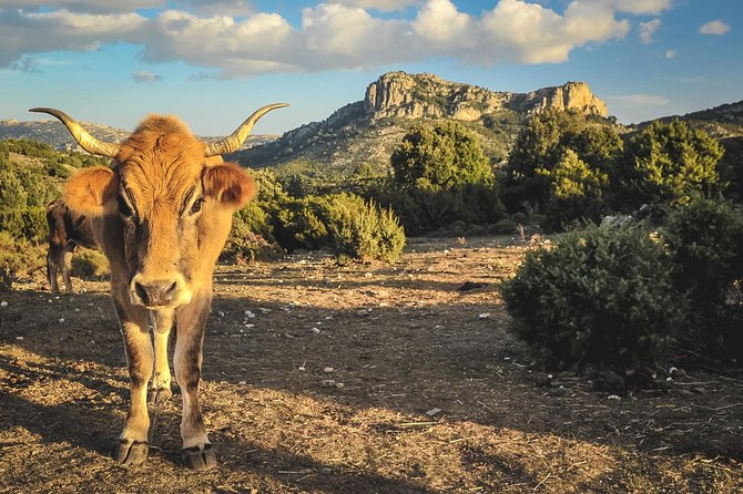 Sardinia Coastline and Inland Countryside Tour by 4x4 - Departure and Itinerary