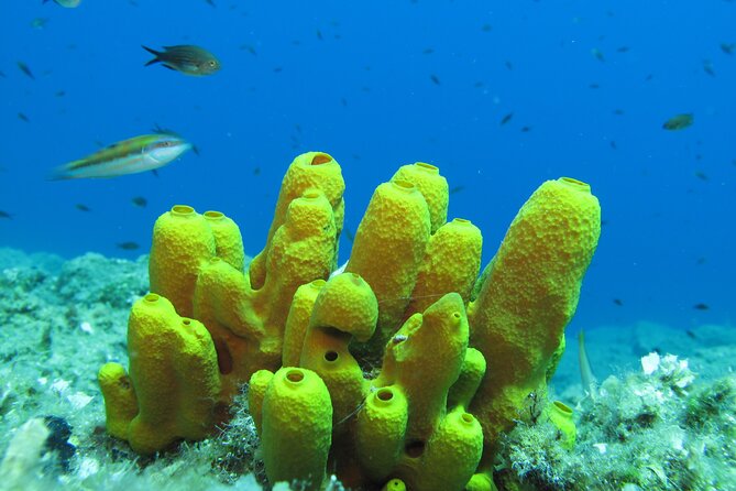 Scuba Diving Adventure in Santorini - Exploring the Underwater Wonders of Santorini