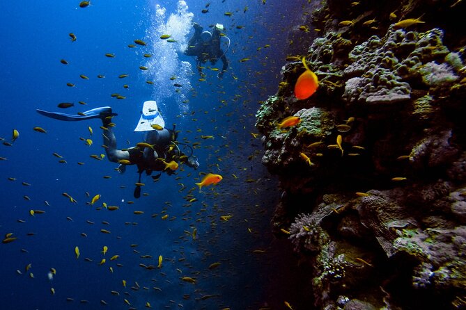 Scuba Diving at Jumeirah Dubai With Private Transfers - Scuba Diving Experience Highlights