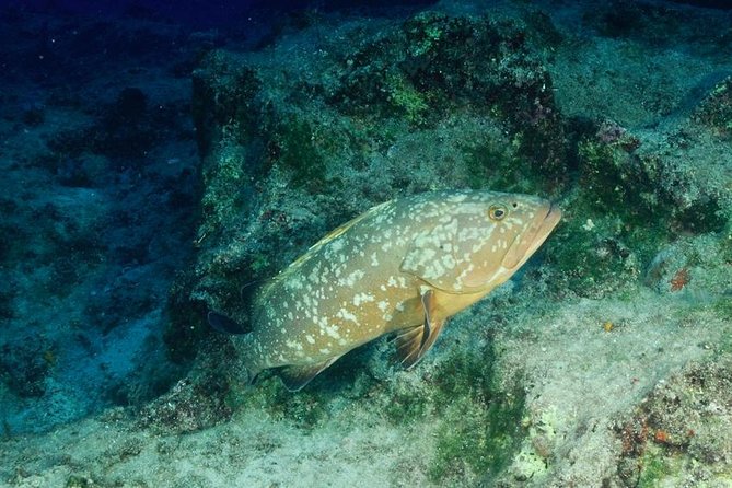 Scuba Diving in Kas for Certified Divers Incl. All Equipments - Marine Life and Dive Sights in Kas