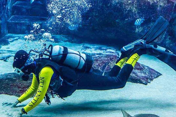 Scuba Diving Tour From Abu Dhabi to Dubai - Pickup and Meeting Details