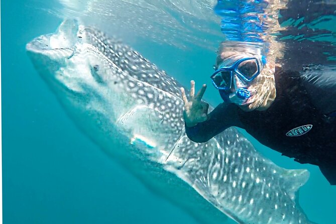 Sea of Cortez Combo: Whale Sharks, Sea Lions & Balandra Beach - Up Close Encounters With Sea Lions