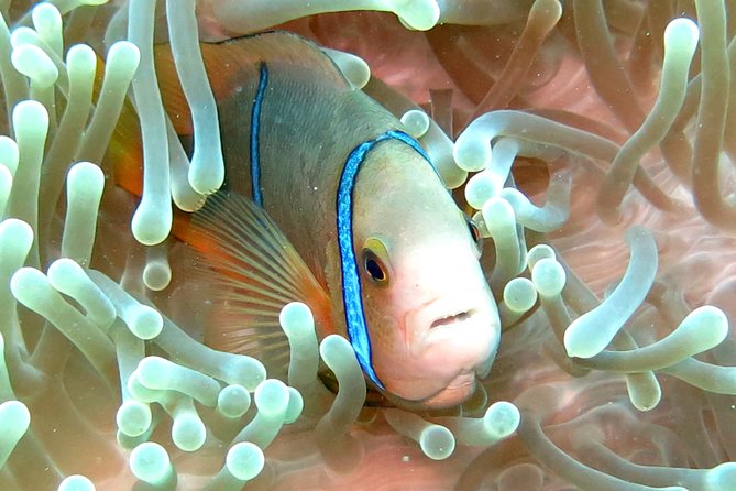 Sea Scooter Jet Snorkeling "Moorea Dream Adventure" - Tour Highlights