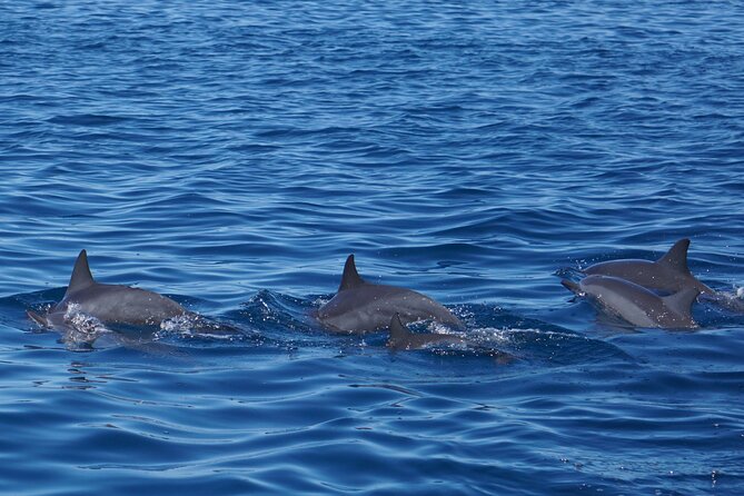 Sea Scooter Snorkel Tour - Reef Adventure With Turtles, Rays and Sharks - Traveler Reviews