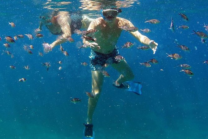 Sea Turtles and Snorkeling - Essential Details for Sea Turtle Snorkeling