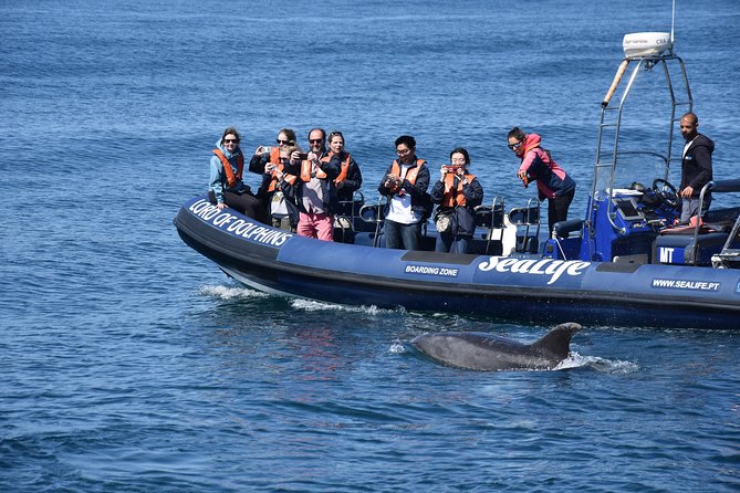 Sealife Sea Safari, Dolphin Watching With Marine Biologists Lagos - What to Expect