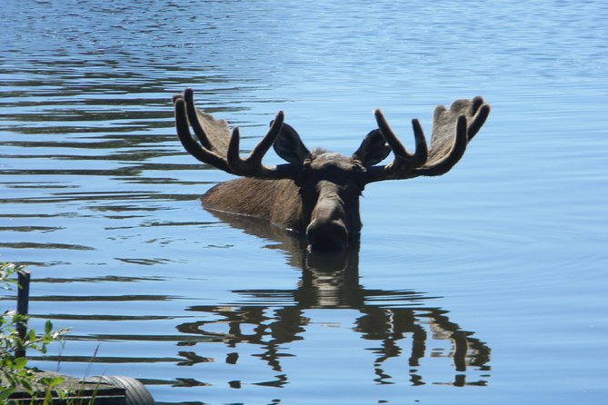 Seward to Anchorage Cruise Transfer and Private Tour - Overview of the Tour
