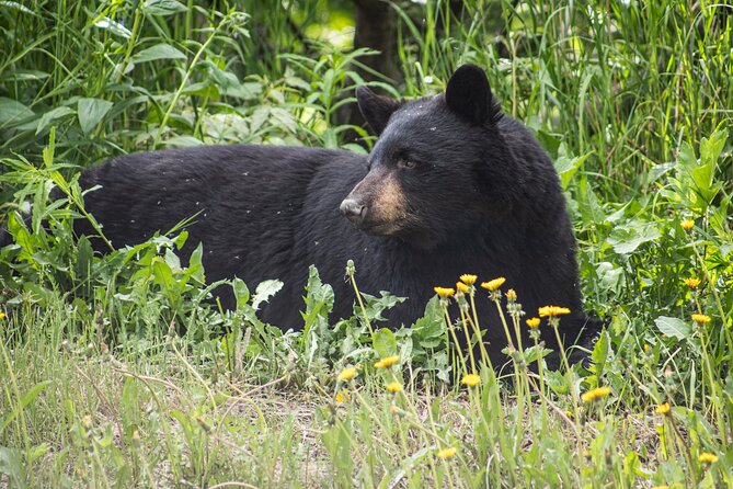 Seward to Anchorage- Post Cruise Curated Wildlife Tour Transfer - Seamless Cruise Transfer