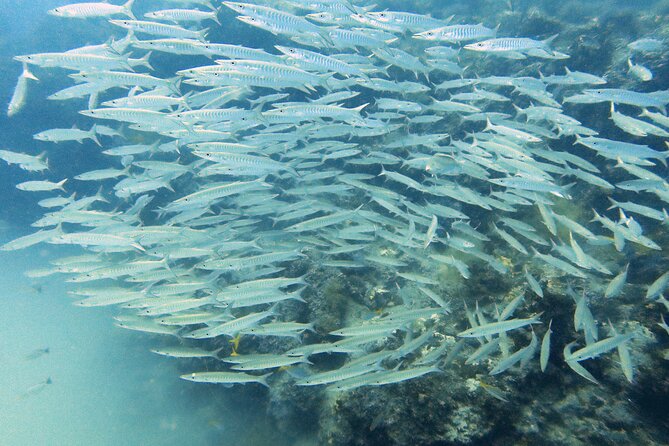 Shared Diving Experience in Sail Rock - Sharing the Thrill: Group Diving Experiences