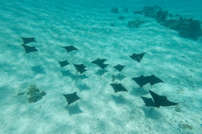 SHARED HALF DAY LAGOON TOUR - Bora Bora Cultural Lagoon Tour - Itinerary Overview
