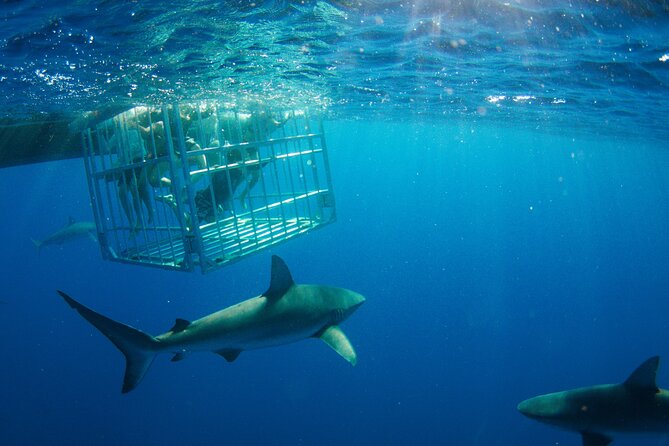 Shark Cage Diving On "The World Famous North Shore of Oahu", Hawaii - Overview of the Experience