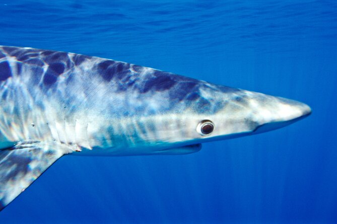 Shark Diving With Blue and Mako Sharks in San Diego - The Sum Up