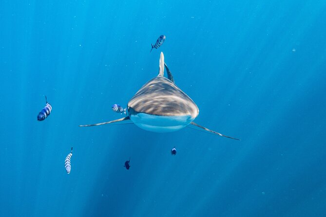 Shark Safari & Snorkel Adventure in Cabo San Lucas - Reviews and Ratings