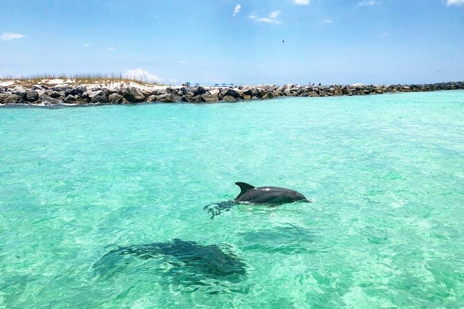 Shell Island Adventure for 3 Hours: Dolphin Tour and Snorkeling - Dolphin Spotting Excursion
