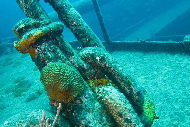 Shipwreck Snorkel in Bermuda - Reviews and Viator Information