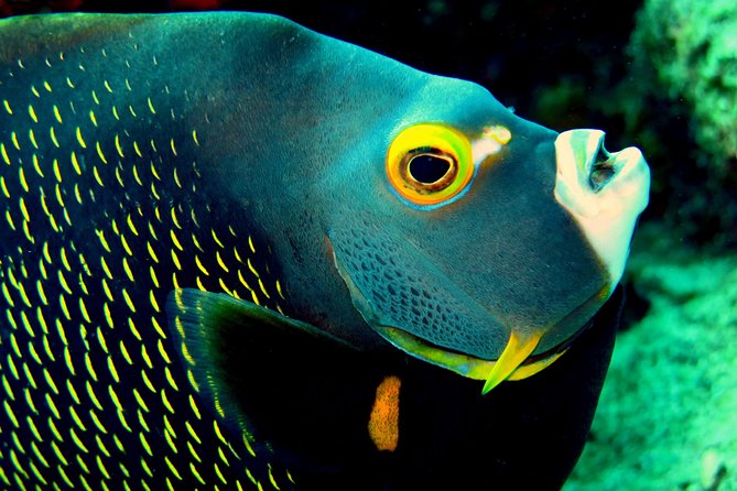 Sightseeing and Snorkeling Tour in Bonaire  - Kralendijk - Important Information