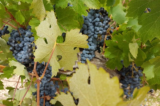 Singular Valencia Wine Tour Utiel Requena Wineries - Winemaking Process