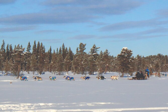 Sit Down Husky Ride Dog Sled Tour in Kiruna - Tour Overview