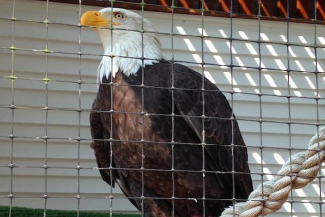 Sitka Shore Excursion: Bears, Raptor Center, & Totem Park Tour (Small Group) - Pickup and Meeting Information