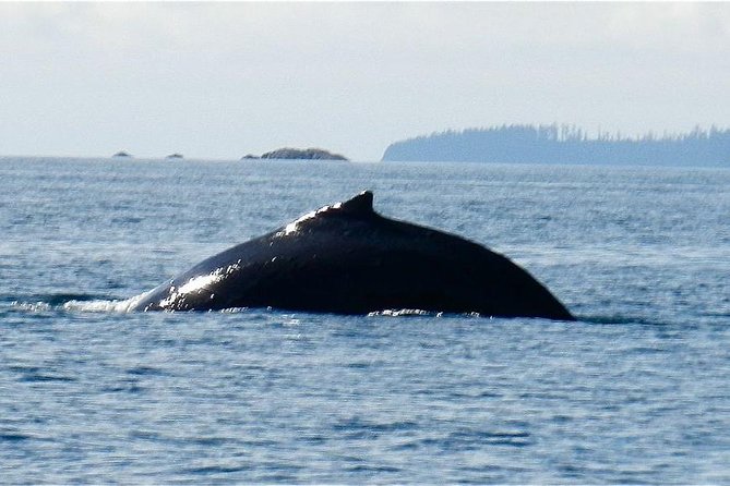 Sitka Shore Excursion: Whale-Watching and Marine Life Tour - Additional Information and Recommendations