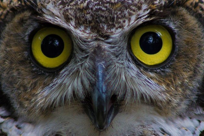 Sitka Tour: Raptor Center, Fortress of the Bears, Totems - Tour Highlights