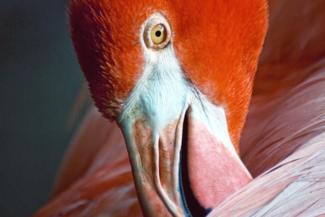 Skip the Line: Flamingo Gardens Admission Ticket in Fort Lauderdale - Visitor Experience and Photography