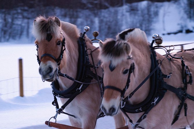 Sleigh Ride W/ Snacks - Experience Arctic Farm Life - What to Bring