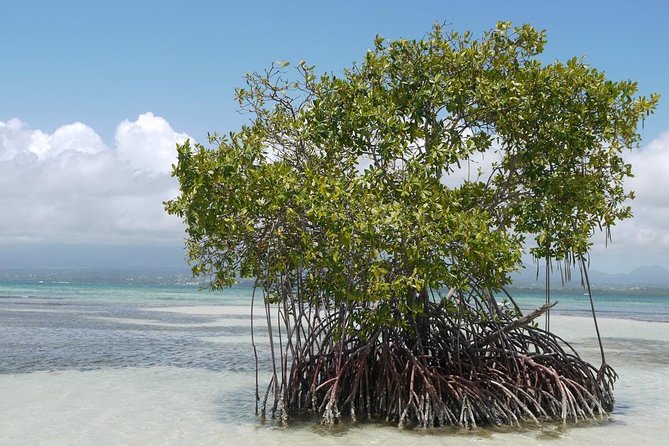 Small Day Cruise (Ilet Caret, Mangrove, Coral Reef - Exploring the Enchanting Mangrove Bay