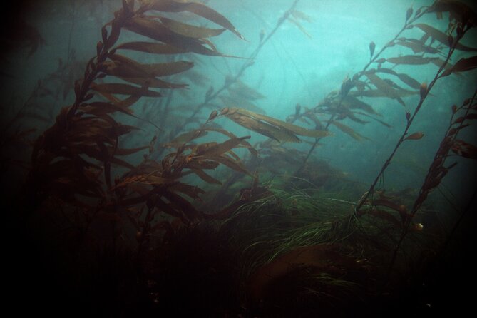 Small-Group 3-Hour Snorkeling Tour of Sitka Sound - What To Expect