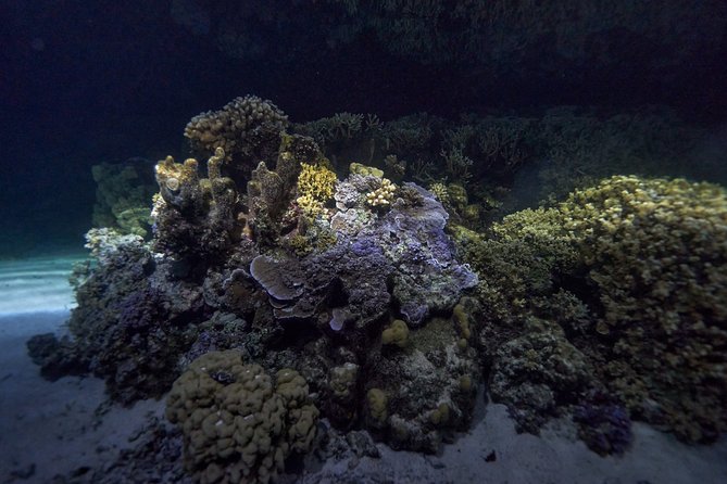 Small-Group 90-Minute Night Snorkeling Safari, Moorea - Tour Highlights