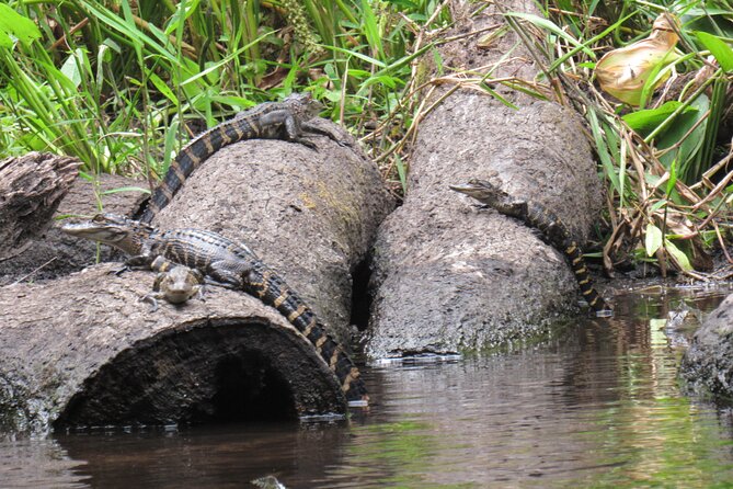 Small Group Blackwater Creek Scenic River Kayak Tour With Lunch - Recommended Attire and Items to Bring