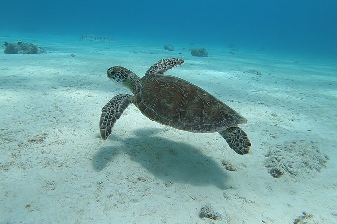 Small Group Diving Experience in Caribbean - Convenient Pickup Options and Start Time