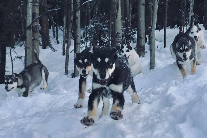 Small-Group Dog Sledding Experience in Sterling - Meeting and Pickup