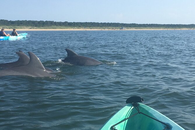 Small Group Dolphin Kayak Eco-Tour - Meeting Point and Pickup Information