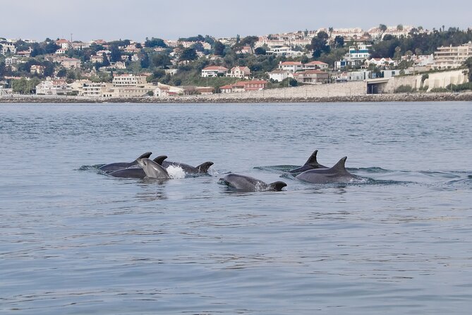 Small-Group Dolphin Watching in Lisbon - Overview of Lisbons Marine Wildlife