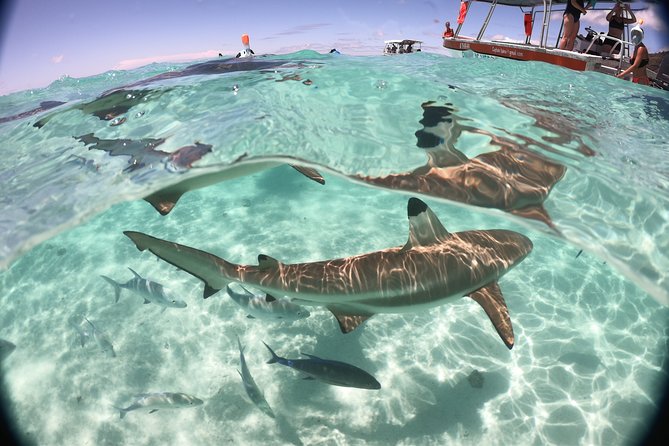 Small-Group Glass Bottomed Boat Tour With Snorkeling, Moorea - Tour Overview
