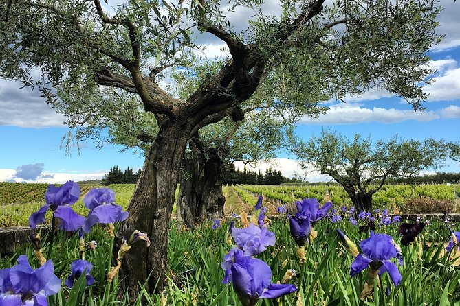 Small-Group Half-Day Languedoc Wine and Olive Tour From Montpellier - Tour Logistics