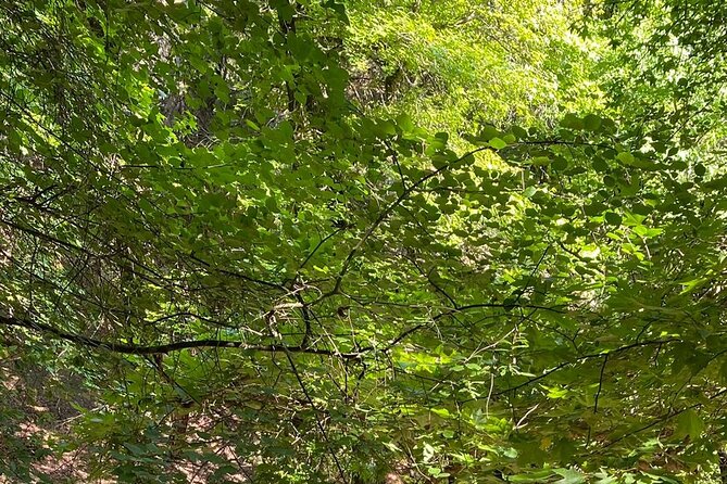 Small Group Hiking to the Valley of the Butterflies of Rhodes - Small Group Hiking Tour Details