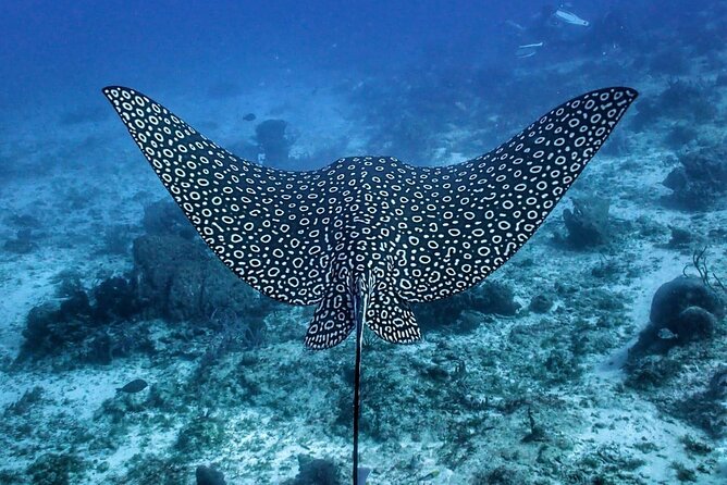 Small-Group Introductory Scuba Dive in Cozumel - Certified Instructor and Small Group Size