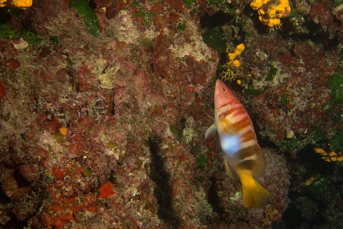 Small-Group Introductory Scuba Diving Class, Crete  - Chania - Meeting and Pickup