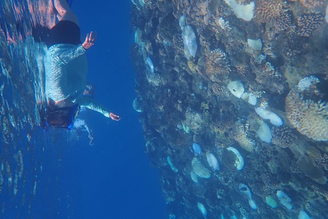Small-Group Morning Snorkeling Tour to See Turtles  - Tahiti - Snorkeling Equipment