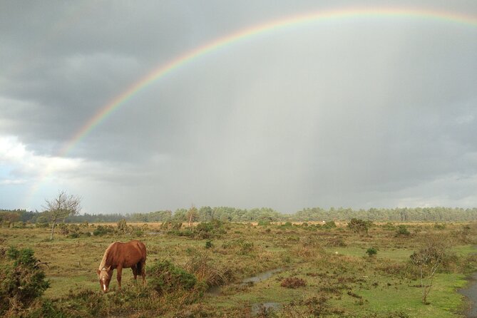 Small-Group New Forest Discovery Walk From Lyndhurst - Inclusions and Meeting Details
