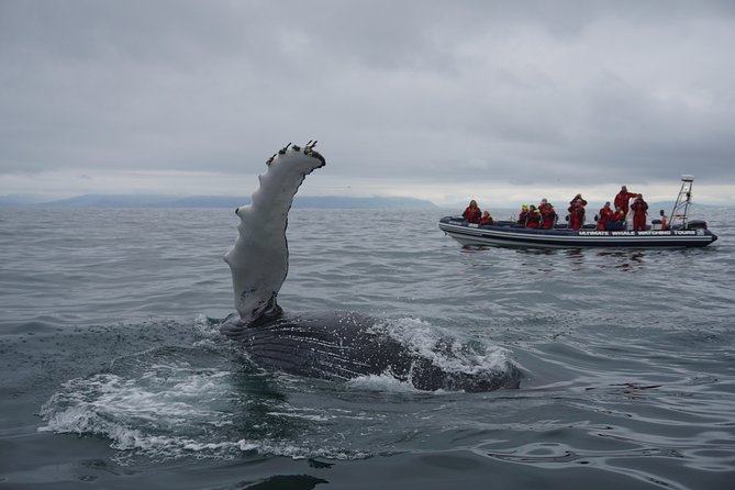 Small-Group Reykjavik RIB Whale Watching Cruise - Highlights of the RIB Cruise Experience