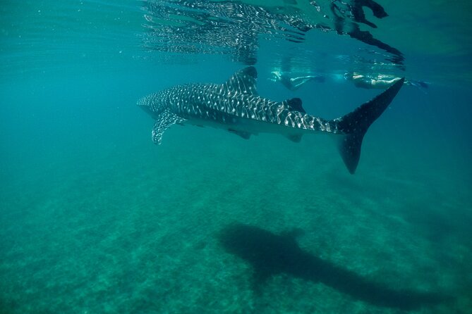 Small Group Snorkeling and Swim With Whale Sharks & Sea Lions in La Paz - Encounter With Whale Sharks