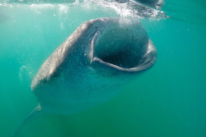 Small Group Whale Shark Snorkeling in La Paz BCS MX - Certified Guides and Exclusive Small Group