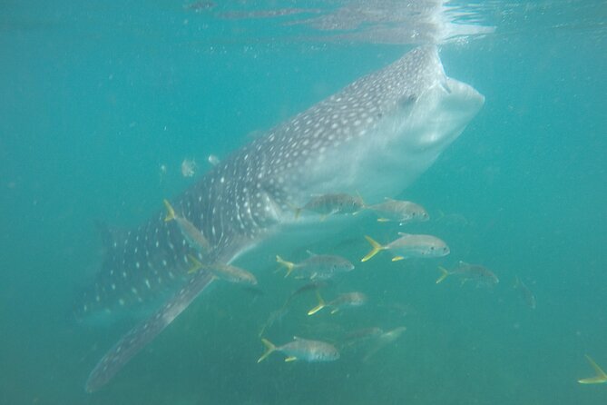 Snorkel Tour With Whale Shark in La Paz - Traveler Photos and Reviews