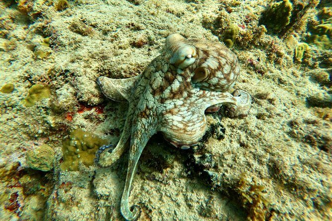 Snorkeling Adventure in Aguadilla - Additional Information and Policies